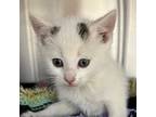 Adopt Windy a White Domestic Shorthair / Domestic Shorthair / Mixed cat in