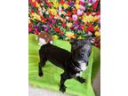 Adopt Horatio a Black Mixed Breed (Medium) / Mixed dog in Binghamton