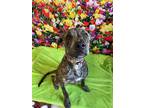 Adopt Eeyore a Black Mixed Breed (Medium) / Mixed dog in Binghamton
