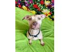 Adopt Elsa a Tan/Yellow/Fawn Mixed Breed (Medium) / Mixed dog in Binghamton