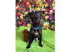 Adopt Freddy a Black Mixed Breed (Small) / Mixed dog in Binghamton