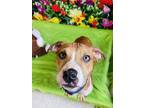 Adopt Gary a Brown/Chocolate Mixed Breed (Medium) / Mixed dog in Binghamton