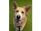 Adopt Gee a German Shepherd Dog, Husky