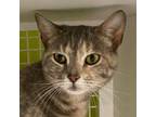Adopt Nina a Calico or Dilute Calico Domestic Shorthair (short coat) cat in