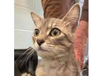Adopt Pixie a Gray or Blue Domestic Shorthair (short coat) cat in Appomattox