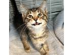 Adopt JIMBO a Brown Tabby Domestic Shorthair (short coat) cat in Royal Oak