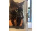 Adopt Lincoln a All Black Domestic Longhair (long coat) cat in Appomattox