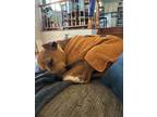 Adopt Scooter a Tan/Yellow/Fawn - with White American Pit Bull Terrier / Boxer /