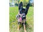 Adopt Duke a Black - with Tan, Yellow or Fawn Doberman Pinscher / Mixed dog in