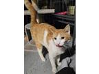 Adopt Kurt Russell a Orange or Red (Mostly) Domestic Shorthair / Mixed (short