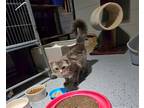Adopt Graymane a Gray, Blue or Silver Tabby Domestic Longhair / Mixed (long