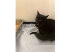 Adopt Taz a All Black Domestic Shorthair (short coat) cat in Appomattox