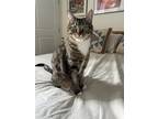 Adopt Sammy and Sunny (Bonded Pair) a Brown Tabby Domestic Shorthair / Mixed