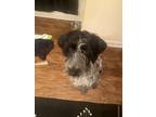Adopt Reya a Black - with White German Wirehaired Pointer / Mixed dog in