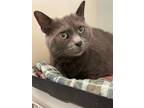 Adopt Pepper a Gray or Blue Domestic Shorthair (short coat) cat in Appomattox