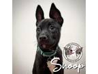 Adopt Snoop Rushin a Black Pit Bull Terrier dog in Portland, OR (41378141)