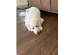 Adopt Ula a White Great Pyrenees / Mixed dog in Fleming Island, FL (41459143)