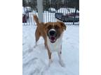 Adopt Milo a White - with Brown or Chocolate Mutt / Border Collie / Mixed dog in