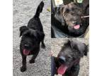 Adopt Kylie a Black Goldendoodle / Mixed Breed (Medium) / Mixed dog in
