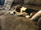 Adopt Charlie a Brindle - with White Basset Hound / Mixed dog in Corona de