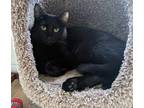 Adopt Zury a All Black Domestic Shorthair (short coat) cat in Toronto