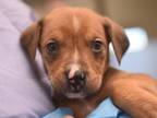 Adopt Crouton a Pit Bull Terrier, Doberman Pinscher