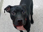 Adopt RUFUS a Black - with White American Pit Bull Terrier / Mixed dog in