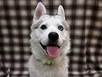 Adopt Blu Manchu a Siberian Husky