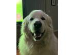 Adopt Olaf a White Great Pyrenees / Mixed dog in Fleming Island, FL (41459119)