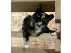 Adopt Miss Tort a Tortoiseshell Domestic Shorthair (short coat) cat in