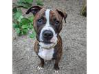 Adopt Prince a Pit Bull Terrier