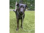 Adopt Smokey a American Staffordshire Terrier / Mixed dog in Raleigh