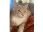 Adopt Butter a Orange or Red Domestic Shorthair / Mixed (short coat) cat in