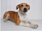 Adopt Candy a Tan/Yellow/Fawn Mixed Breed (Medium) dog in Jefferson City