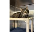Adopt Tank a Brown Tabby Tabby (short coat) cat in Seville, OH (41459110)
