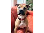 Adopt Kobe Lizman a Tan/Yellow/Fawn Boxer / Mixed dog in Rockaway, NJ (41434658)