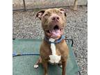 Adopt Ross a Mixed Breed, Pit Bull Terrier