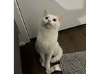 Adopt Mochi a White American Curl (short coat) cat in Toronto, ON (41459030)