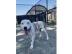 Adopt Jonifer a White Mixed Breed (Large) / Mixed dog in Fairfax, VA (41459024)