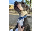 Adopt Queen a Gray/Blue/Silver/Salt & Pepper Mixed Breed (Large) / Mixed dog in