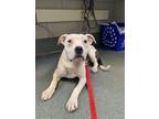 Adopt Jodam a White Mixed Breed (Medium) / Mixed dog in Fairfax, VA (41459019)