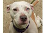 Adopt Lily a White American Pit Bull Terrier / Mixed Breed (Medium) / Mixed