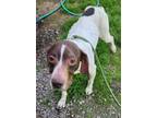 Adopt Artie a German Shorthaired Pointer, Mixed Breed