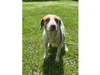 Adopt Coleen a White Pointer / Mixed Breed (Medium) / Mixed (short coat) dog in
