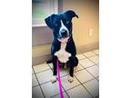 Adopt Freedom a Black Mixed Breed (Large) / American Pit Bull Terrier / Mixed