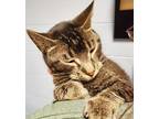 Adopt JC a Brown or Chocolate Domestic Shorthair / Domestic Shorthair / Mixed