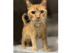 Adopt Josh a Orange or Red Domestic Shorthair / Domestic Shorthair / Mixed cat