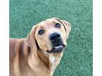 Adopt Greenie a Brown/Chocolate Dogo Argentino / Mixed dog in Jacksonville