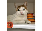 Adopt Beauty a Orange or Red Domestic Shorthair / Domestic Shorthair / Mixed cat