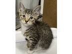 Adopt Charmander a Domestic Short Hair